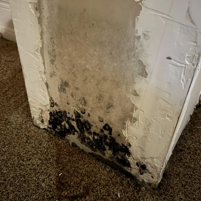 Professional Mold Removal in Otis, MA